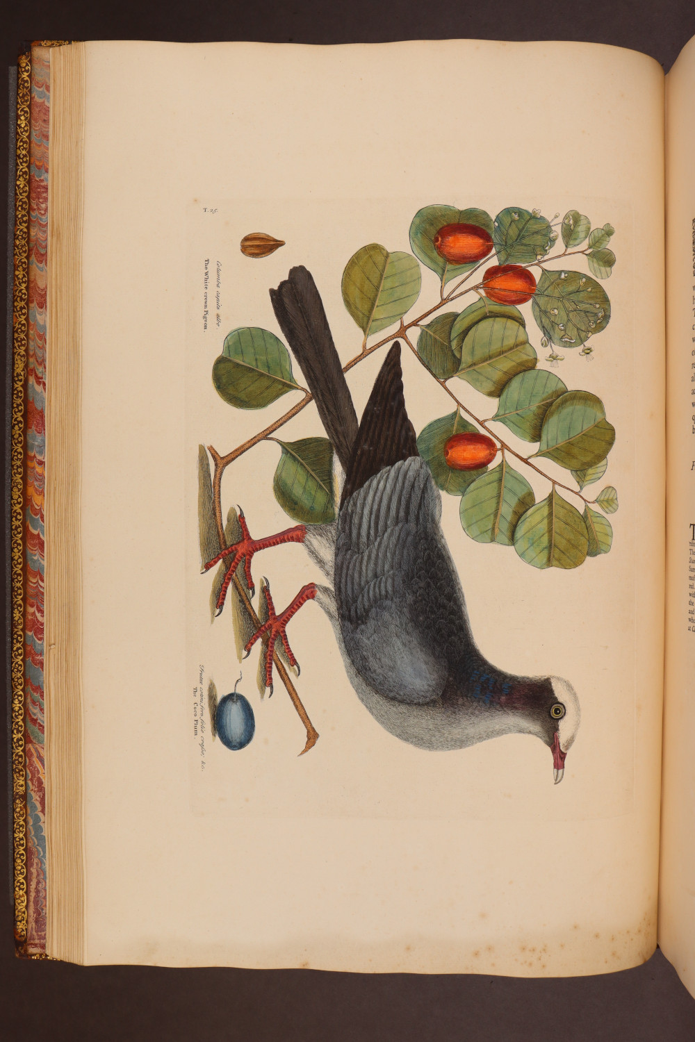 Plate 25
